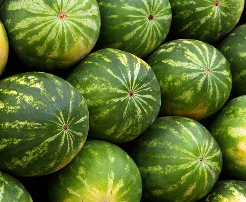 sandia_guadex