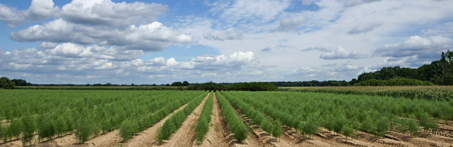 FOTO-STAND-CAMPO-DE-ESPARRAGO-